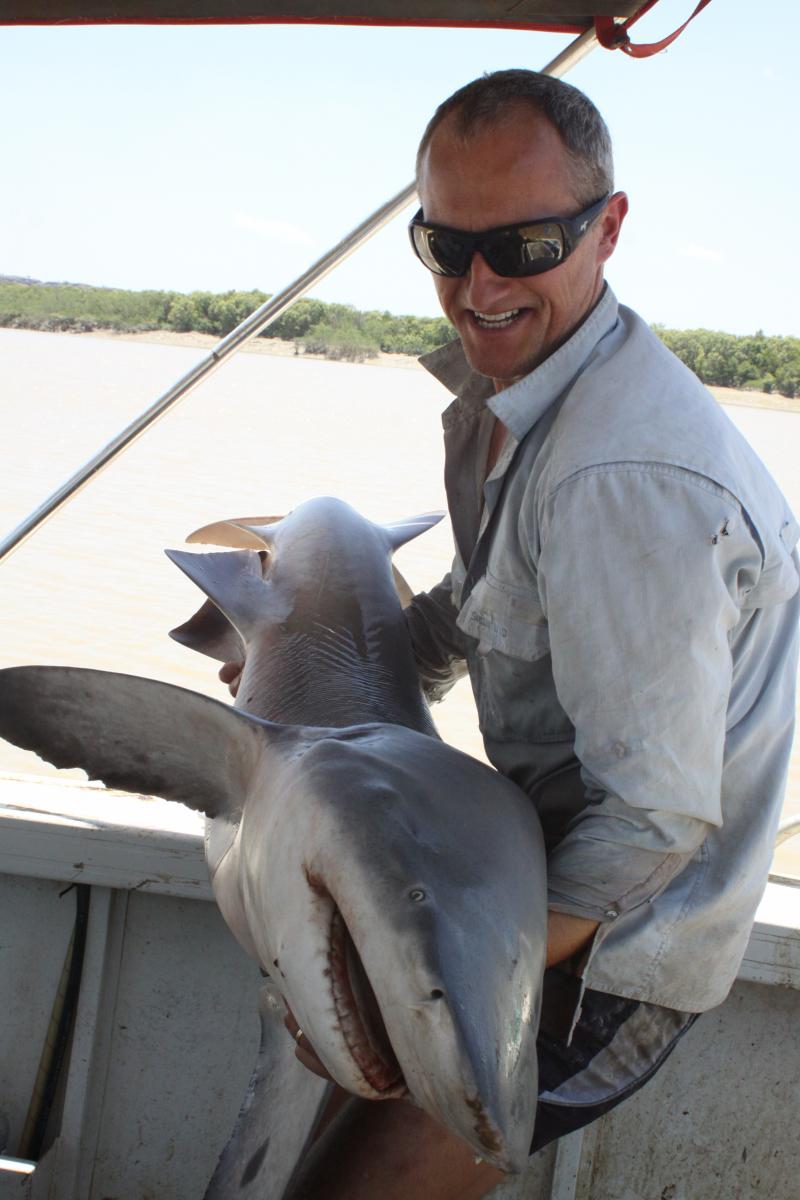 CSIRO’s Richard Pillans with a northern river shark, a species whose numbers appear healthy in some rivers.