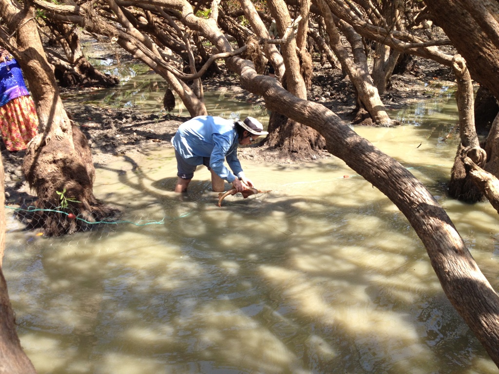 CDU’s Peter Kyne rescues juvenile largetooth sawfish from a waterhole near the Daly River.  Image CDU