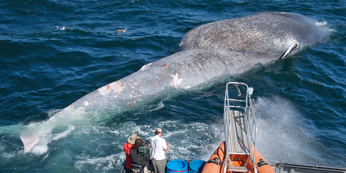 Researchers examine a dead blue whale killed from a collision by a ship