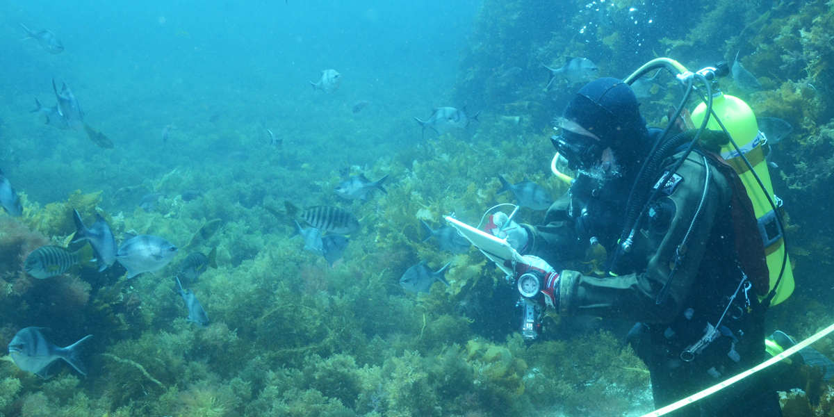 A Reef Life Survey diver conducts a survey on a reef off South Australia