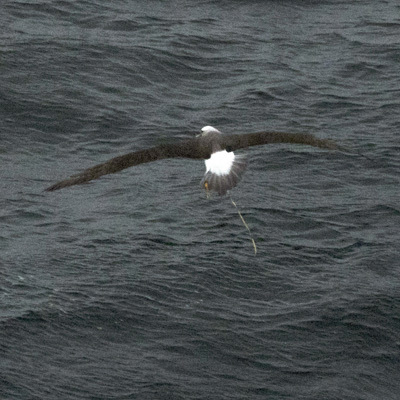 Albatross with balloon at sea