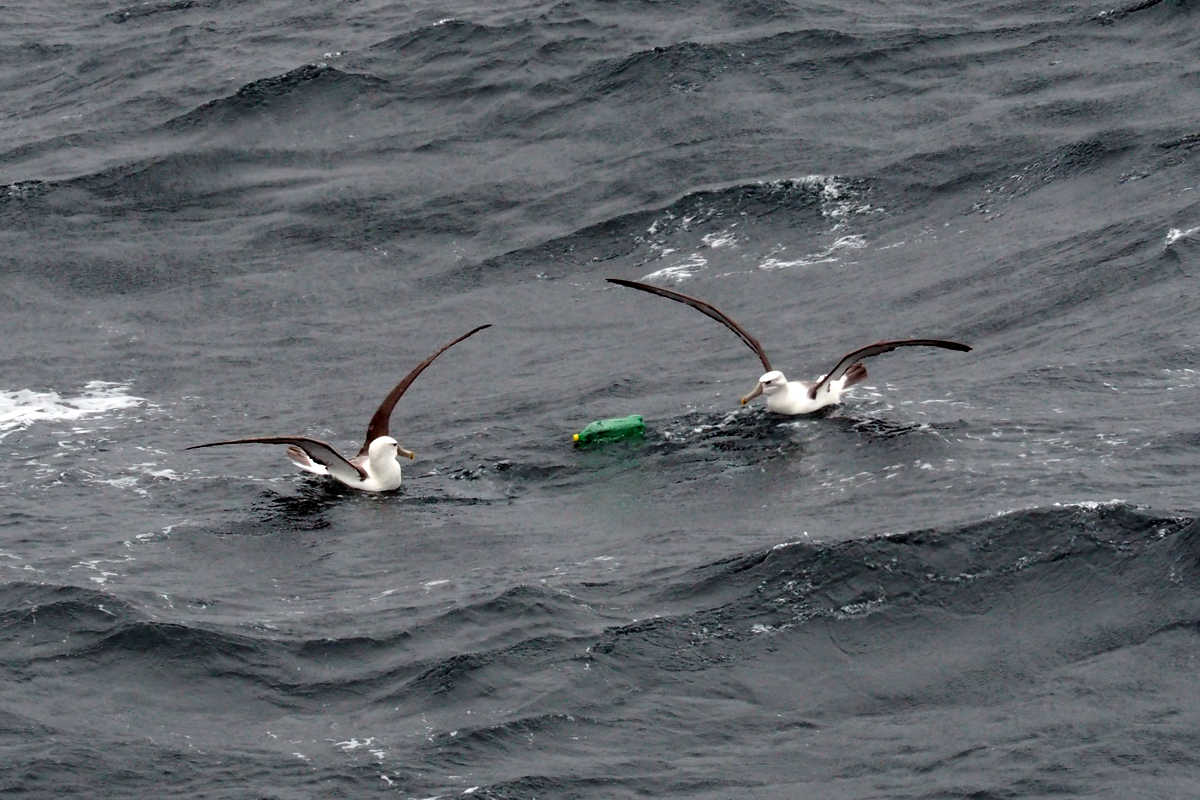 Albatross and plastic bottle