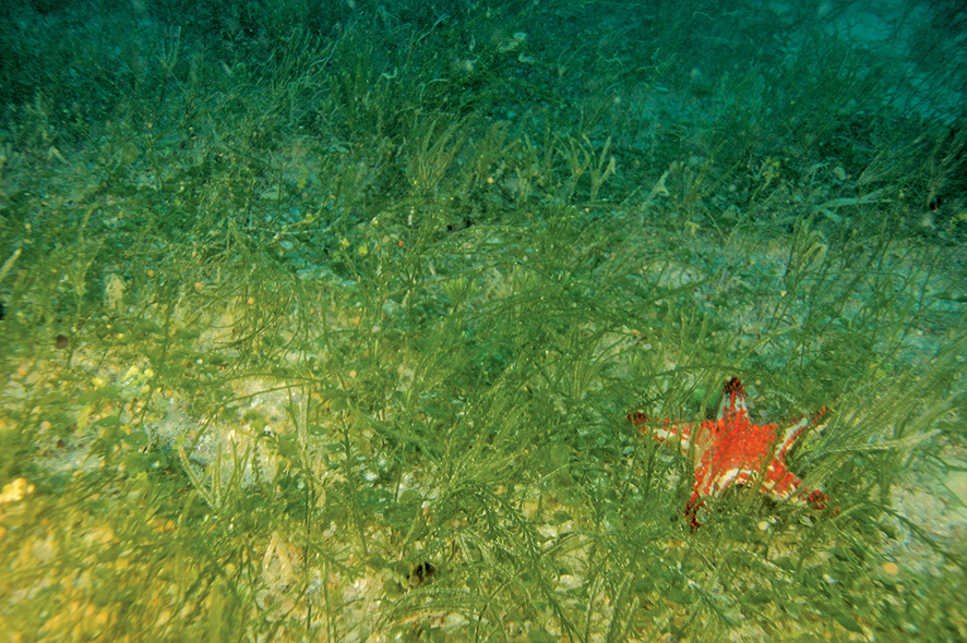 Seagrass.  Image CSIRO