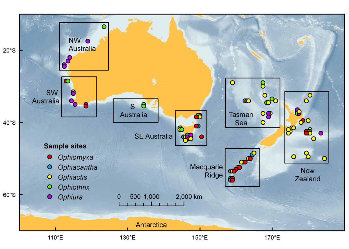 Map of sample sites and alysis regions for the five species complexes ophiuroids, Australia.  Image  Tim O'Hara, Museum Victoria