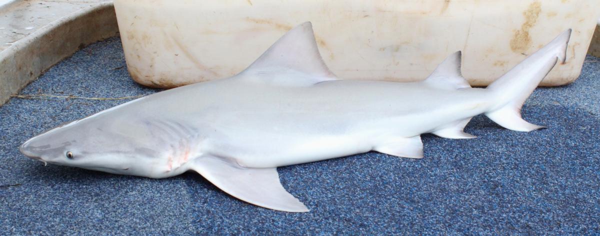 Speartooth Shark Glyphis glyphis  Peter Kyne, CDU, NERP Marine Hub