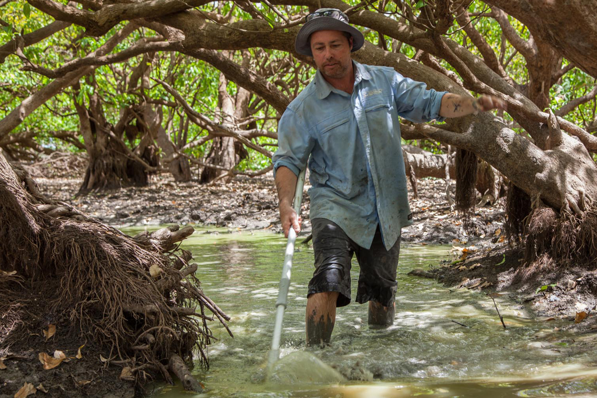 Hub researcher Peter Kyne searches a small pool for sawfish. 