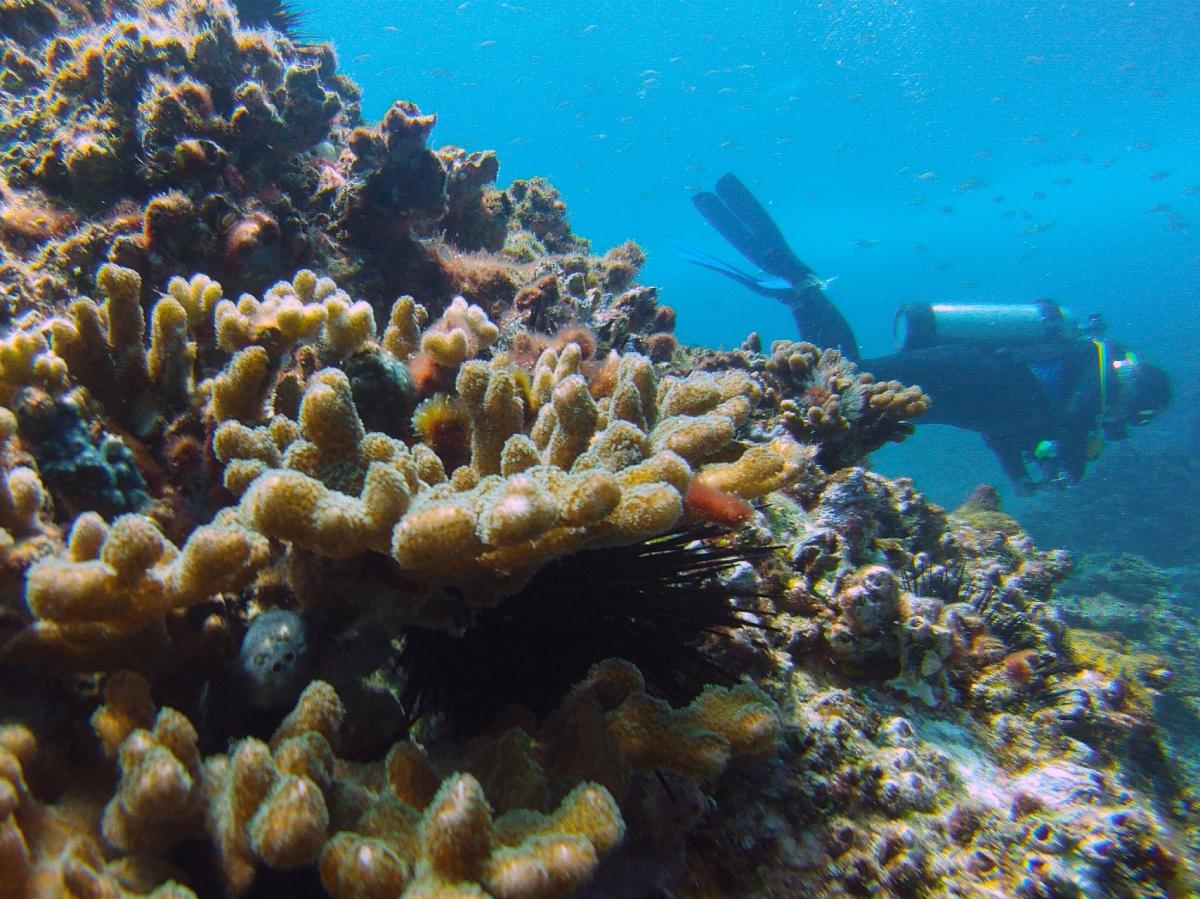 Pocillopora aliciae pictured at Solitary Islands, a coral species described in Sebastian Schmidt-Roach’s doctoral thesis
