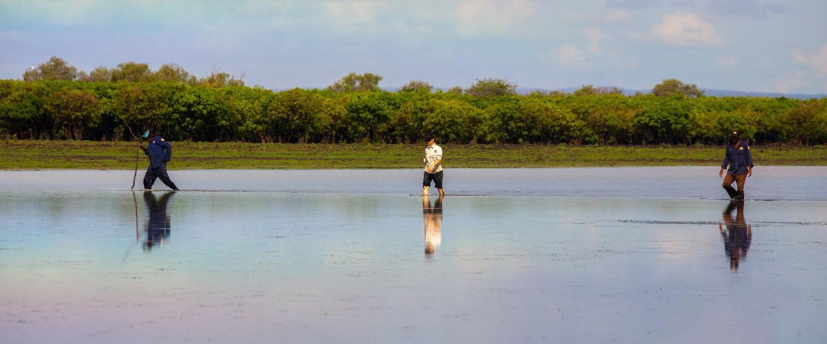 Trying to herd Largetooth Sawfish towards the nets.