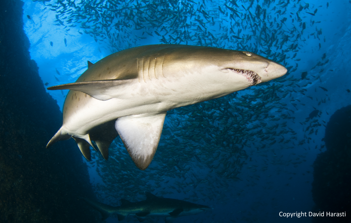 Grey nurse shark at key aggregation site.  Credit David Harasti