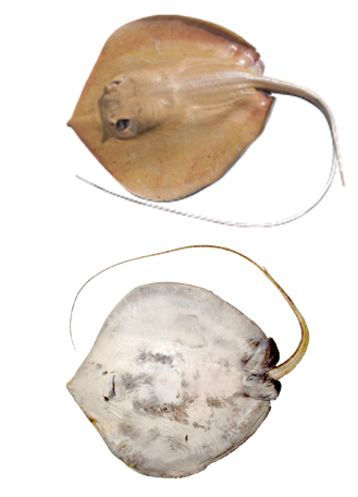 Specimens of the new Mumburarr Whipray.