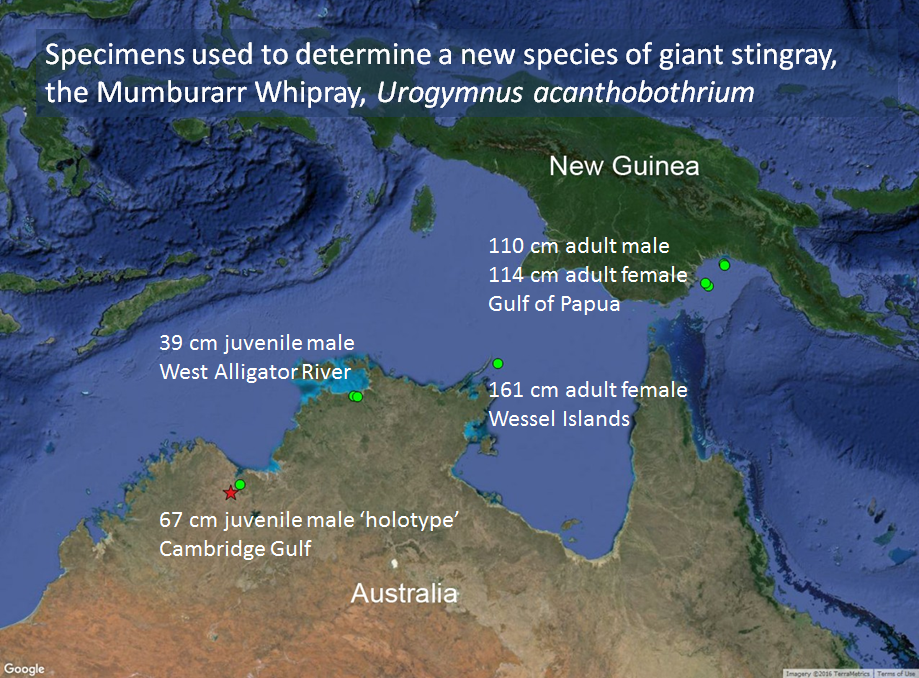 Map of northern Australia and Papua New Guinea showing capture locations of Mumburarr Whipray.