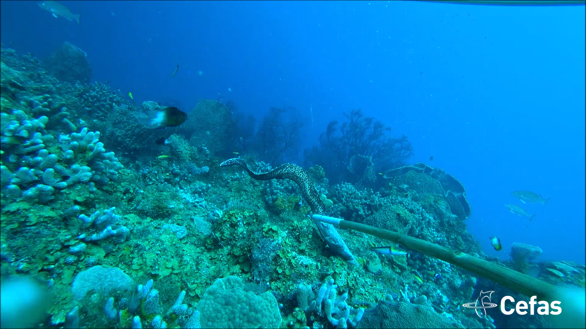 A stereo BRUV image showing a curious eel