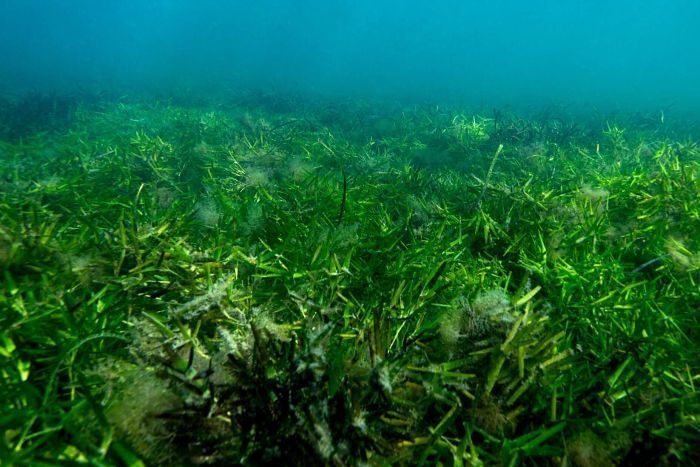 Seagrass Shark Bay, WA.  Image Gary Kendrick