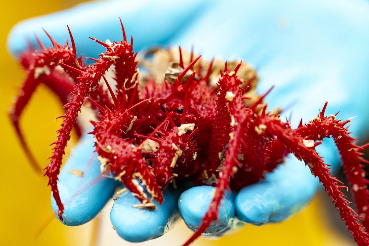 A rock crab (Neolithodes-cf-bronwynae) - image Fraser Johnston CSIRO