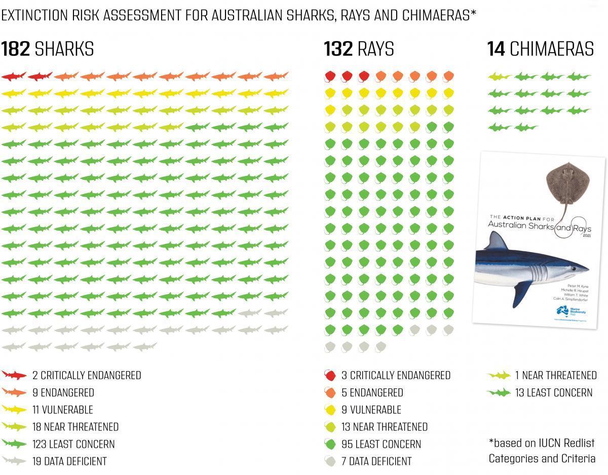 A graphic summarising the extinction risk for Australian sharks, rays and chimaeras