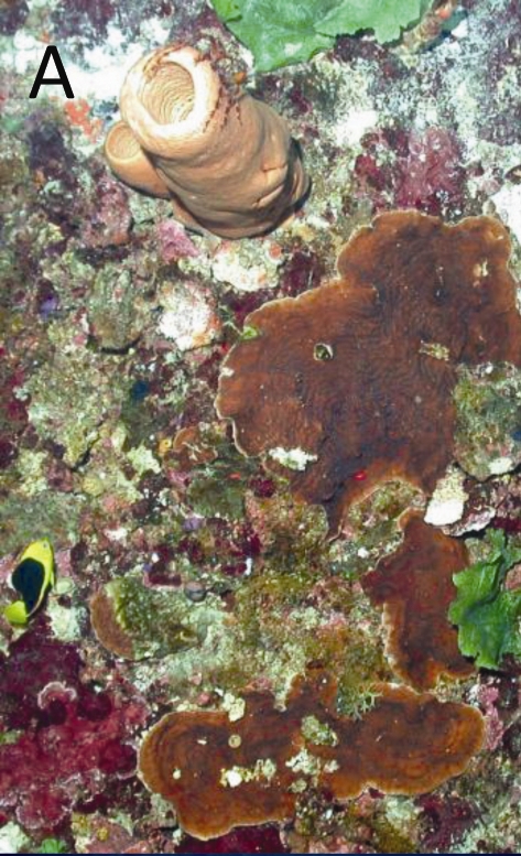 Eastern Gulf of Mexico MPA coral habitat IN Seafloor Geomorphology as Benthic Habitat