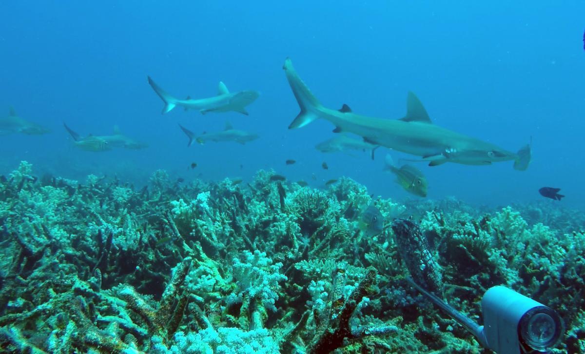 Grey Reef sharks in Arafura Marine Park
