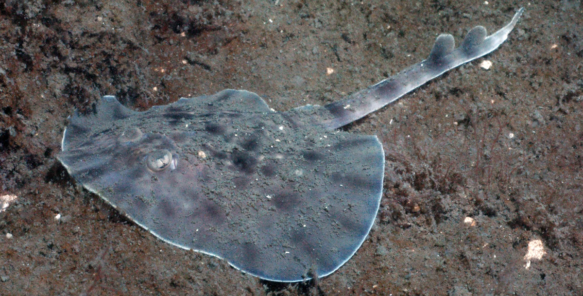 An Australian Thornback Skate pictured on the seafloor