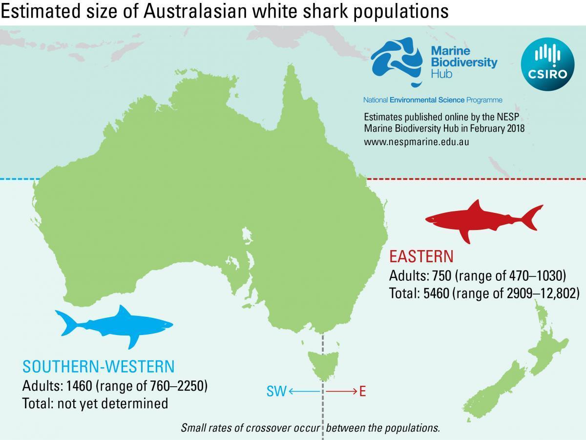 A map of Australia showing the two white shark populations and their size.