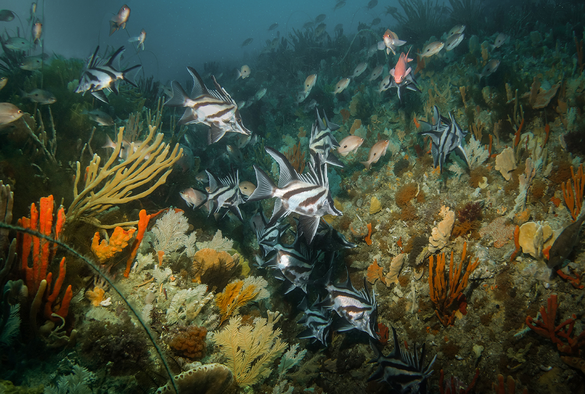 Fished and sponge gardens on a rocky reef