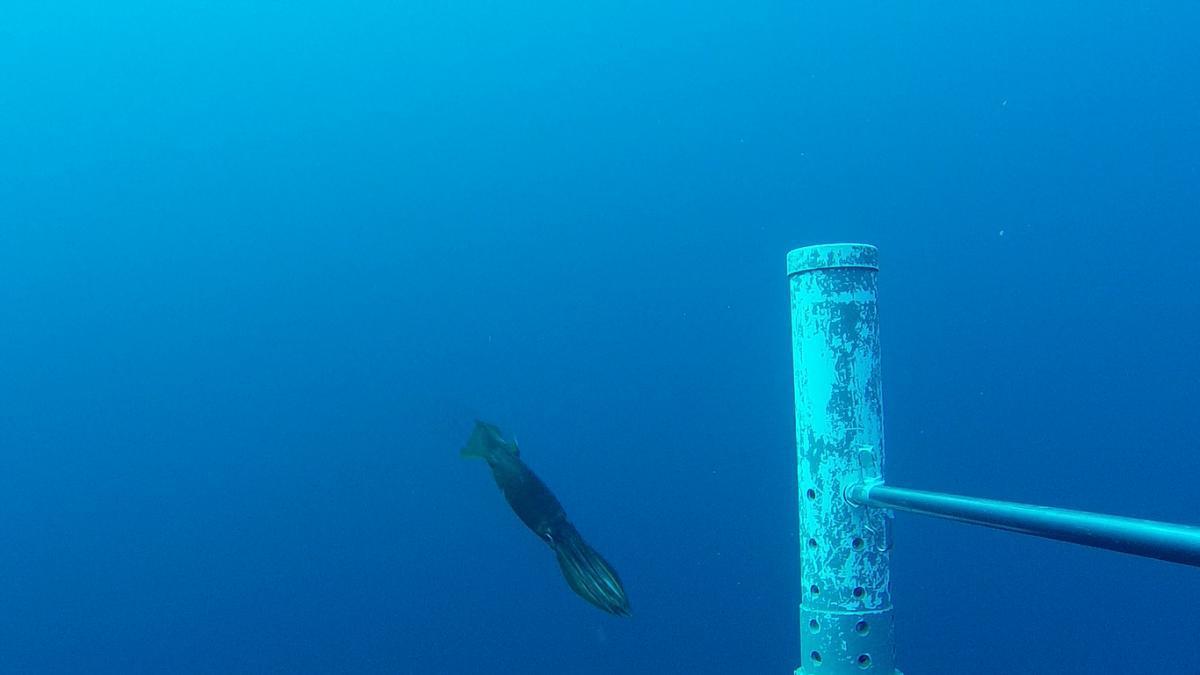 A squid pictured by a mid-water baited remote underwater video system.