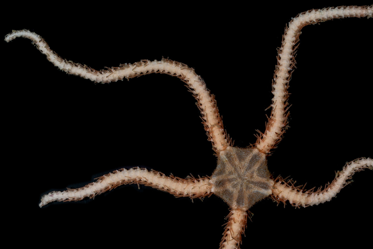 Brittle-star ophiacantha