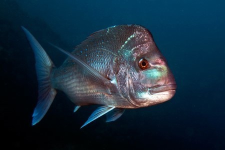 Pink Snapper