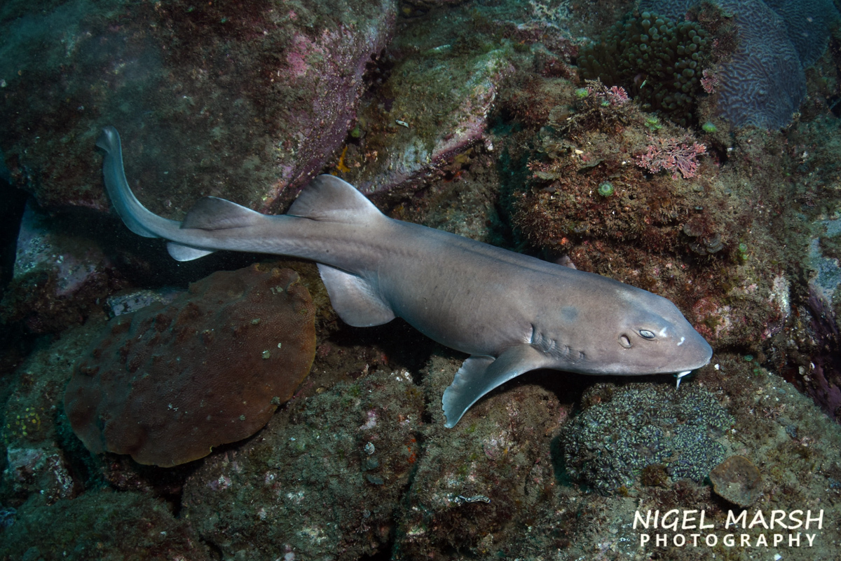 A Colclough's Shark