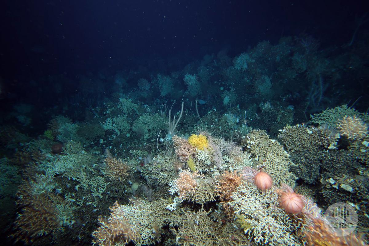 Coral matrix with urchins