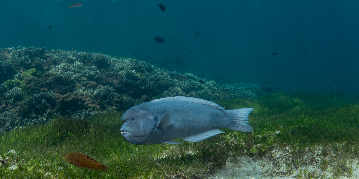 The doubleheader wrasse (Coris bulbifrons) has a very restricted range, occurring only near a few small islands and shallow reefs in the northern Tasman Sea.