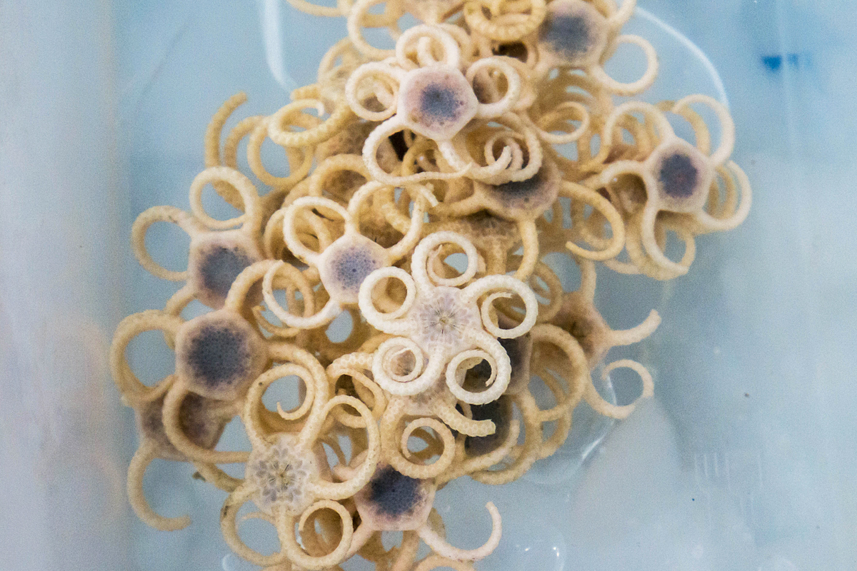 Curly brittle stars