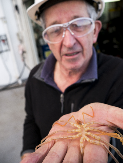 A sea spider specimen