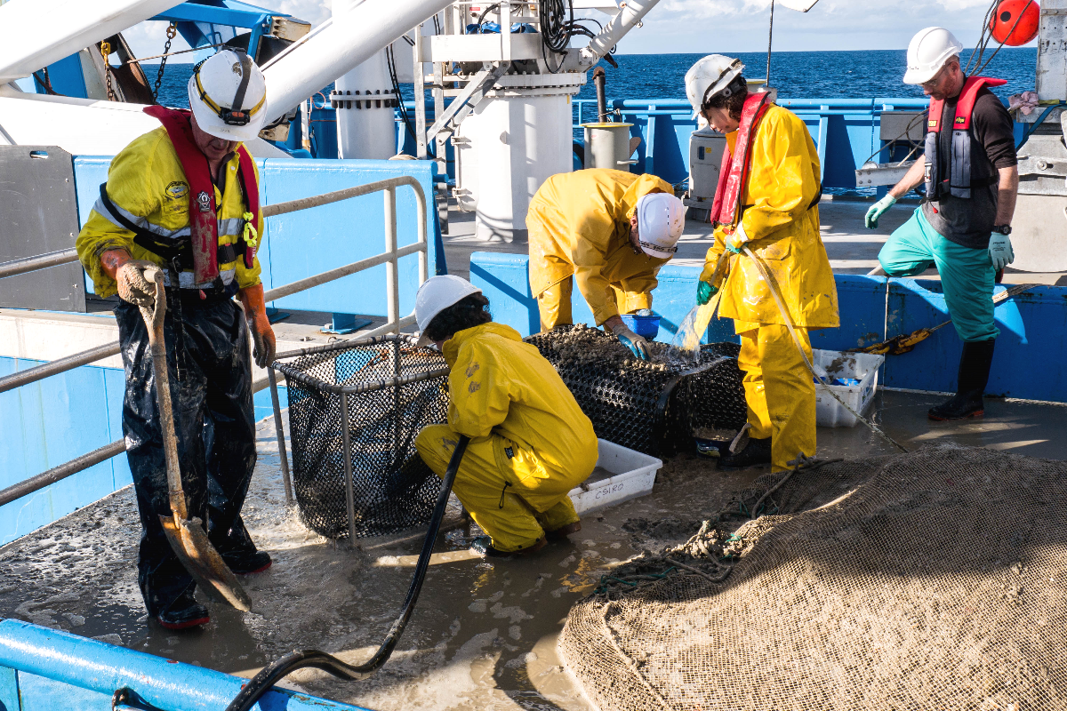 Hosing a mud-filled beam trawl