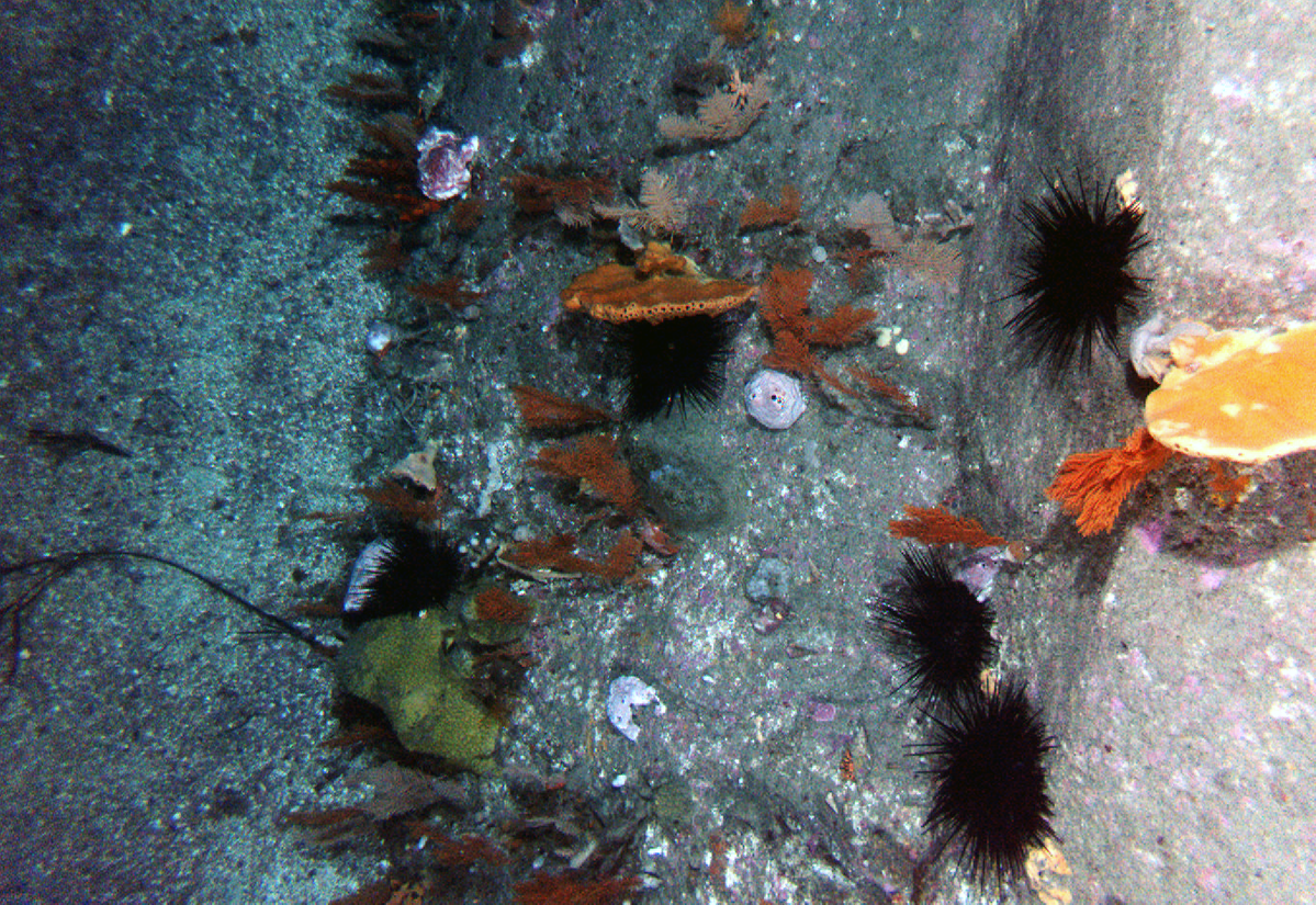 Deep urchin barrens habitat.