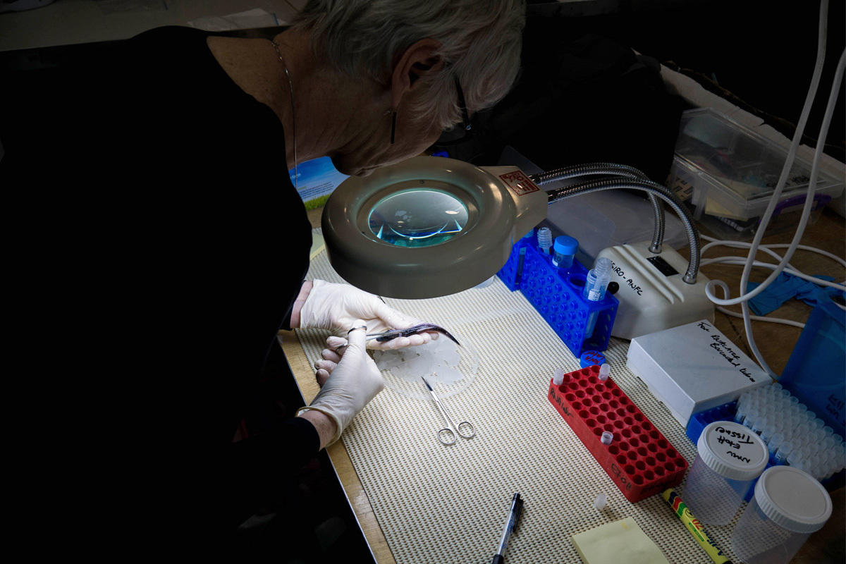 Di Bray of Museums Victoria takes a tissue sample