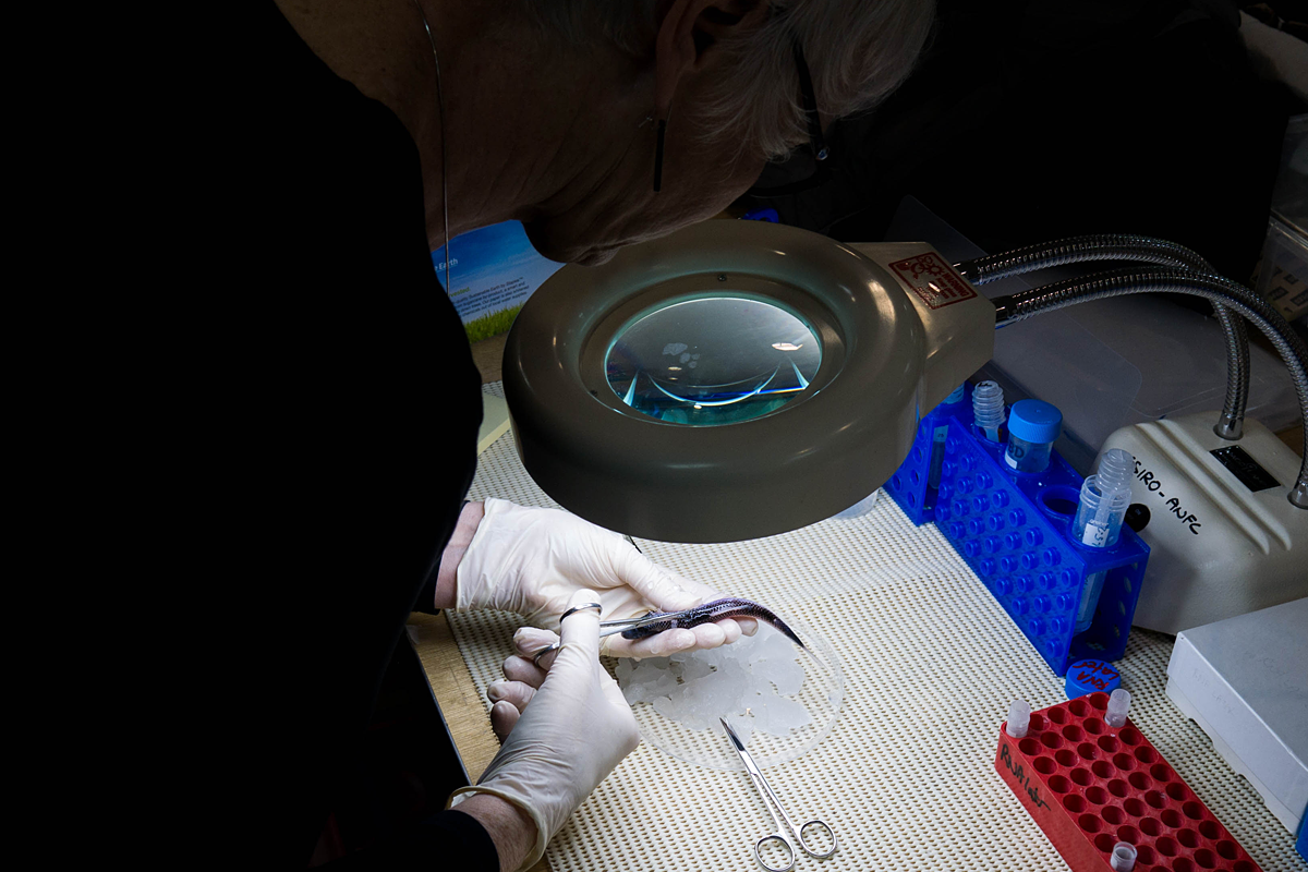 A scientist taking a tissue sample from a fish.