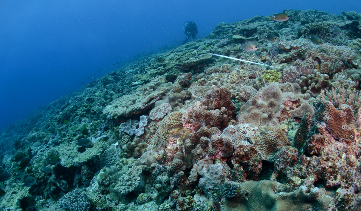 Spectacular reef communities at Elizabeth Reef