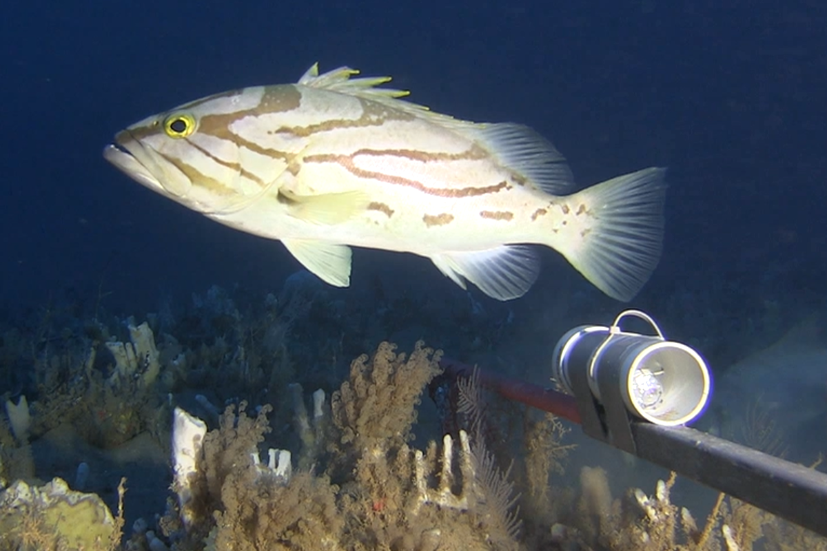 A comet grouper at Ningaloo