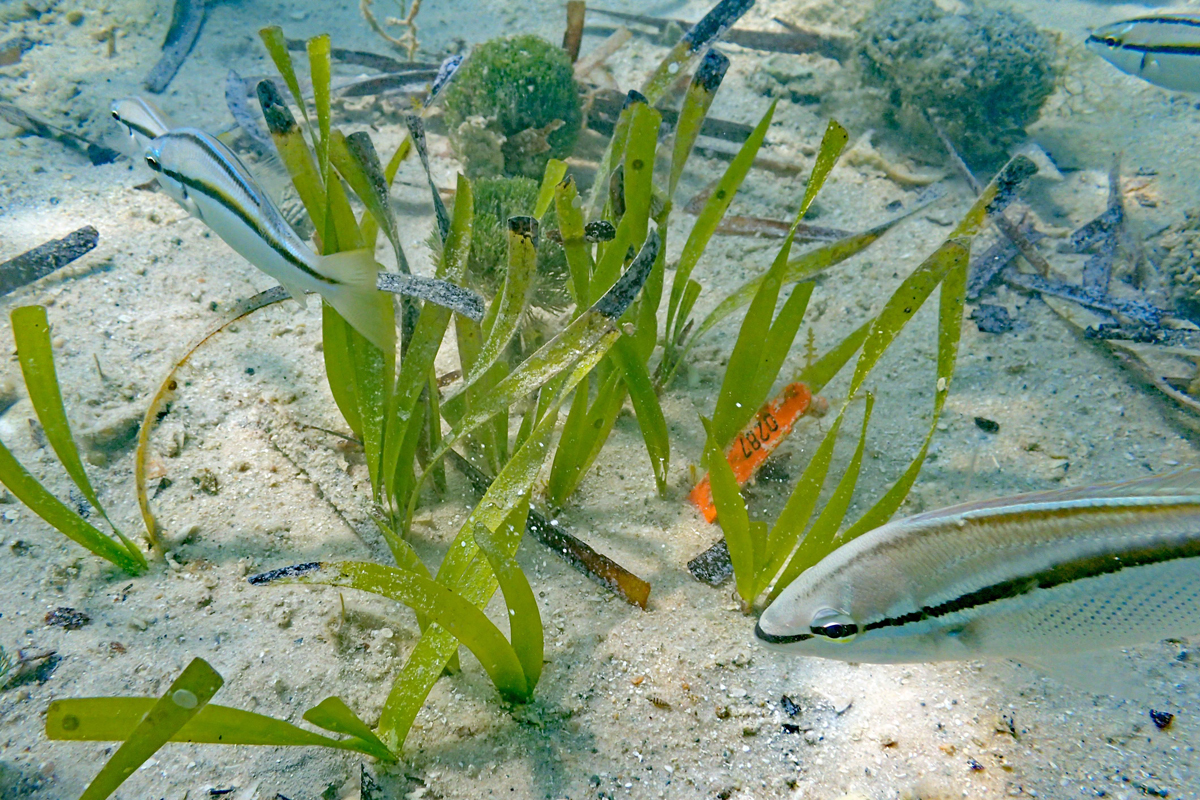 Fish swimming among restored seagrasses at Shark Bay