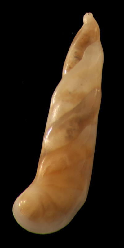 Vaginulinidae foram