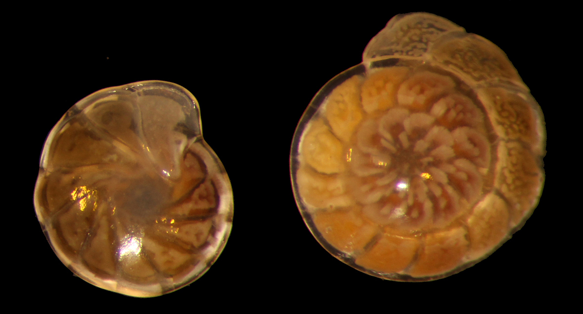 Hoeglundina forams