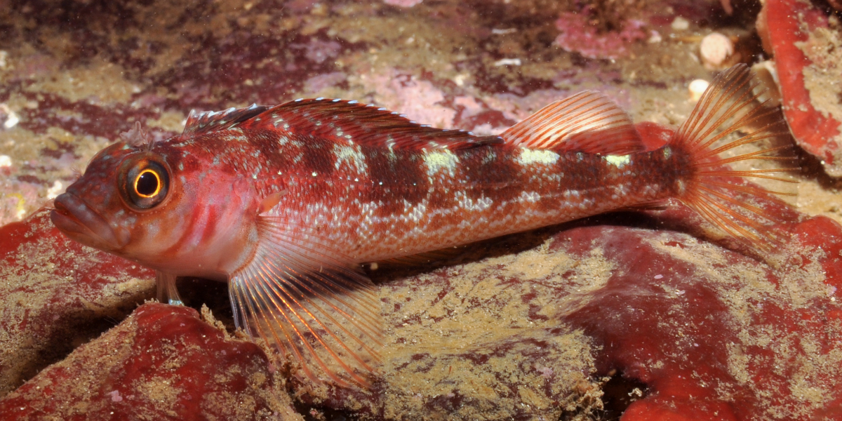 The many-rayed threefin (Fosterygion varium) blends into the seabed south of Hobart, Tasmania.