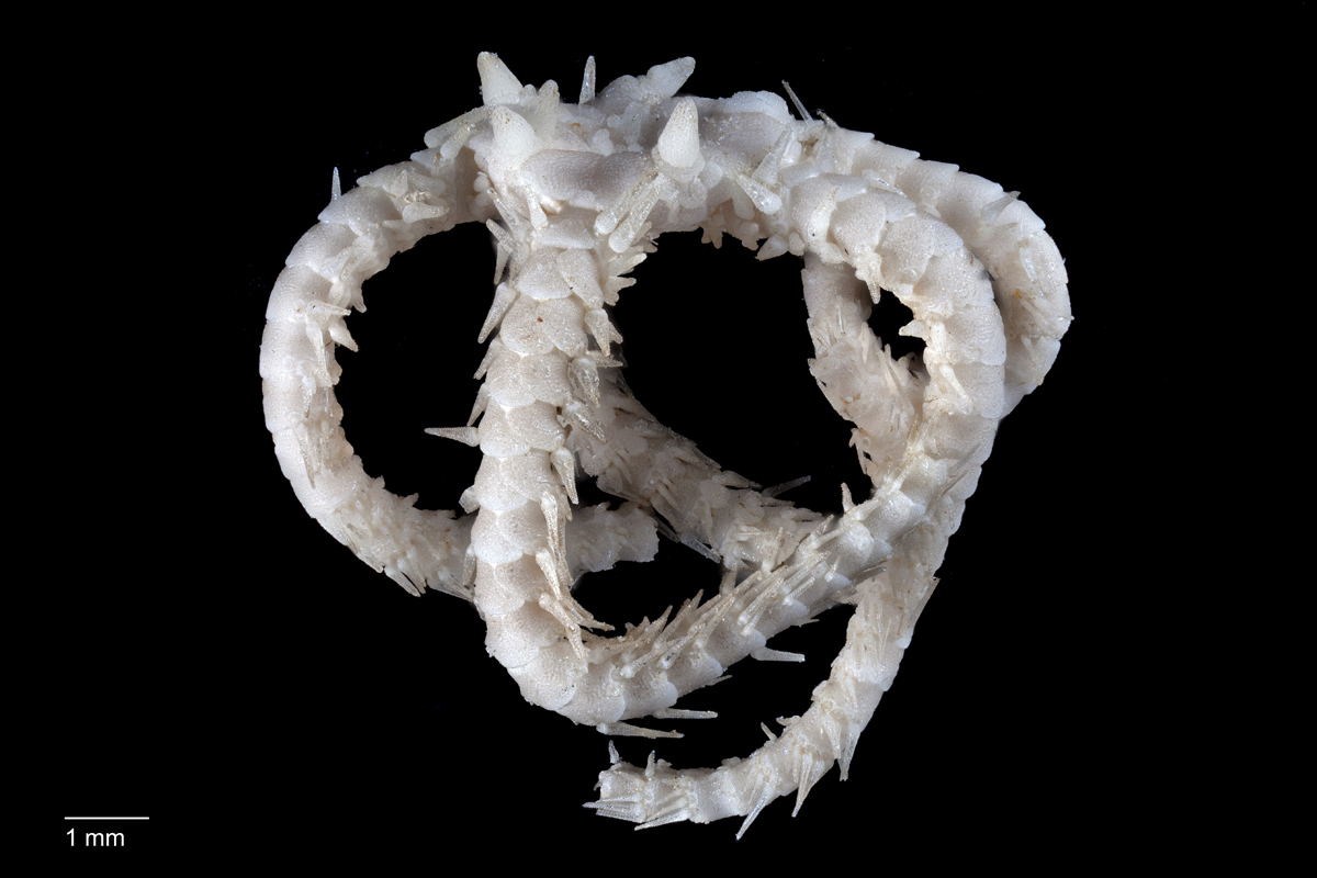 Game of thrones brittle star