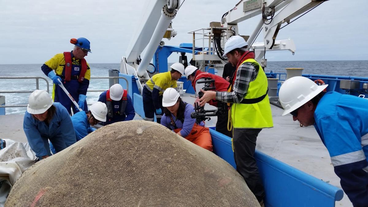 sorting a large haul from the beam trawl