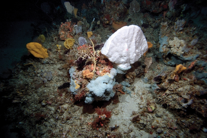 Sponge-dominated seabed communities on a rocky reef at 93 metres depth off Jurien Bay, WA