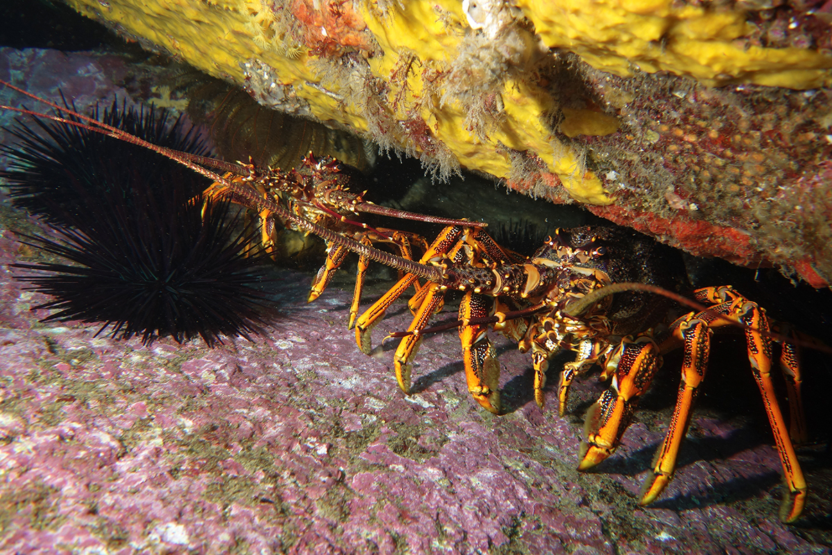 A rock lobster and two long-spined sea urchins