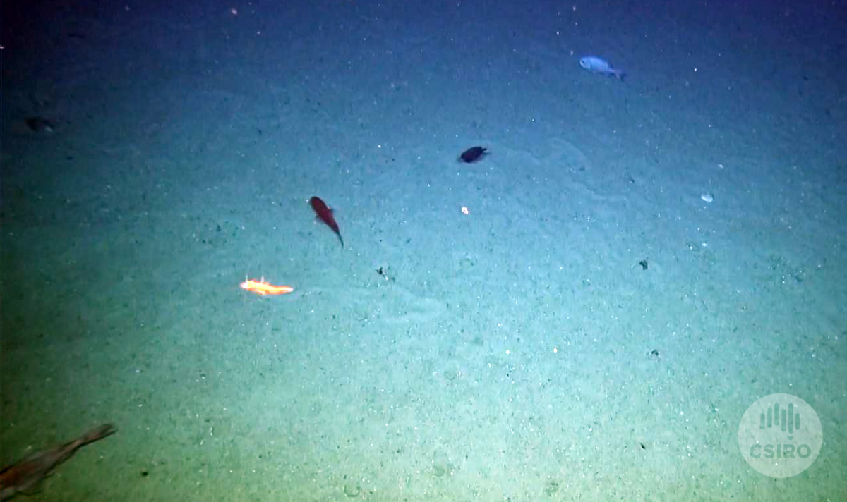 Seafloor sediment at the bottom of a seamount.