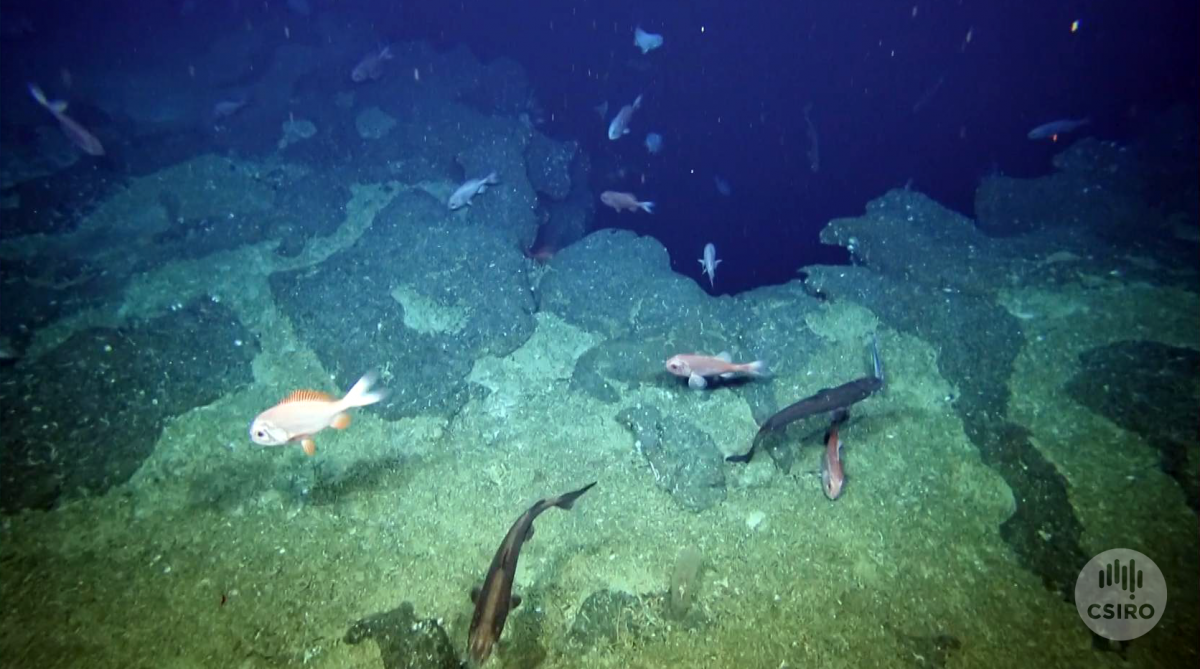 Rocky seafloor with orange roughy