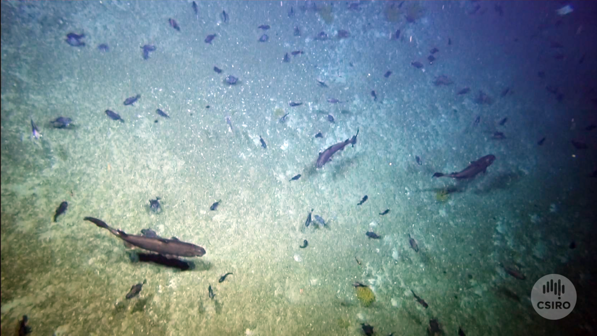Seafloor with fish