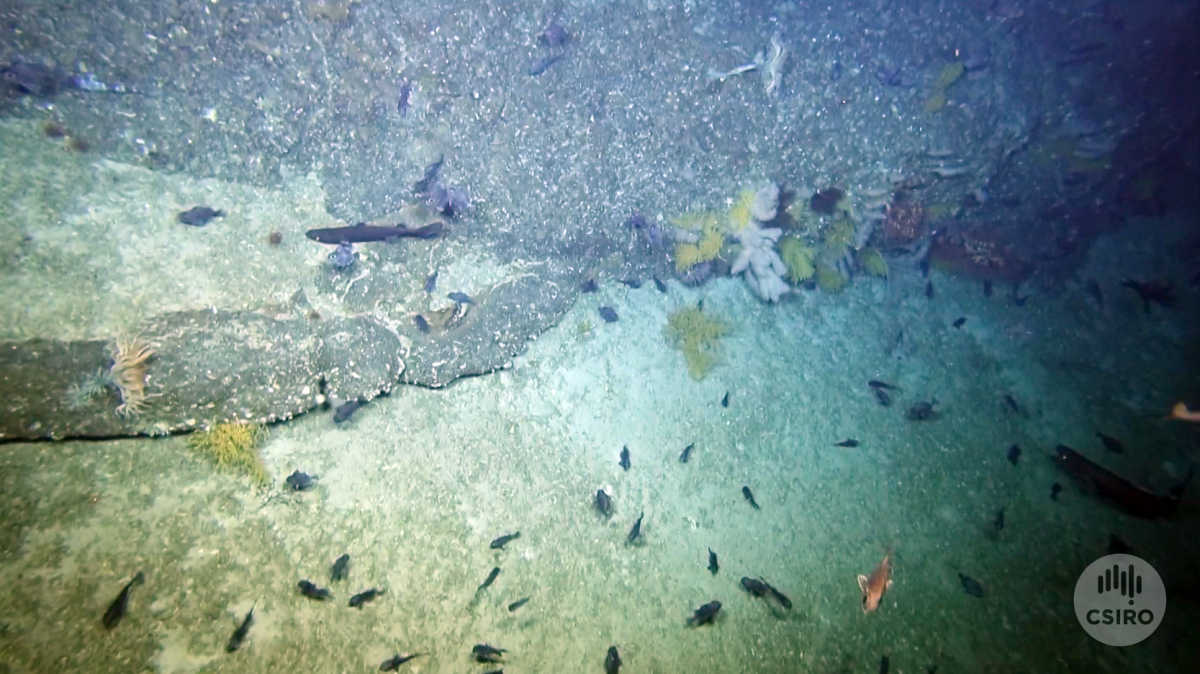 rocky seafloor with corals and fish